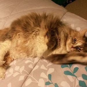 Meet your Posher, Deborah